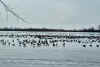 Sandy Pond Lake Ontario NY goose hunting