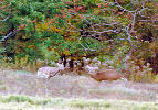 Lake Ontario NY deer hunting